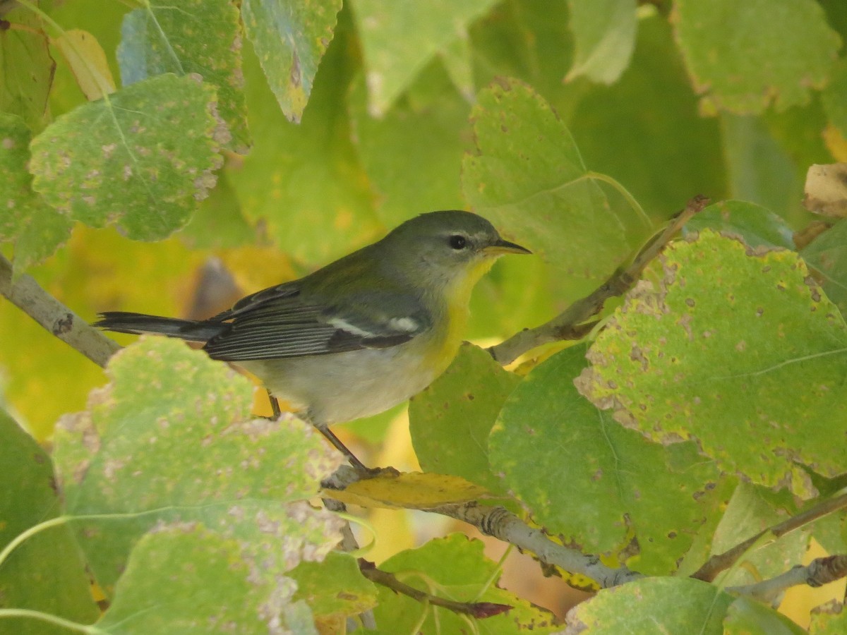 Northern Parula - ML647144461