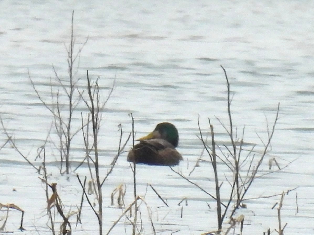 Mallard x American Black Duck (hybrid) - ML647144464