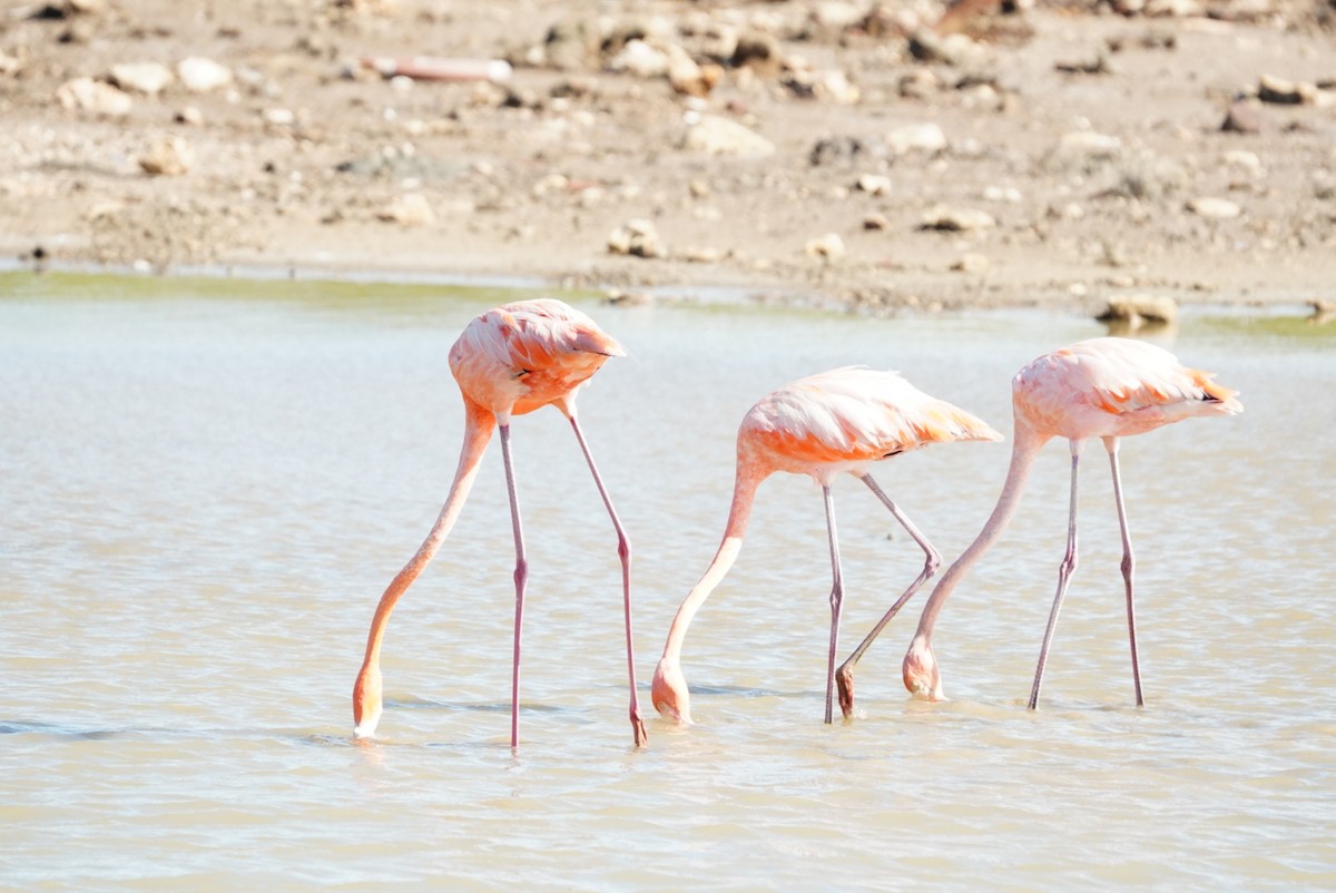 American Flamingo - ML647144477