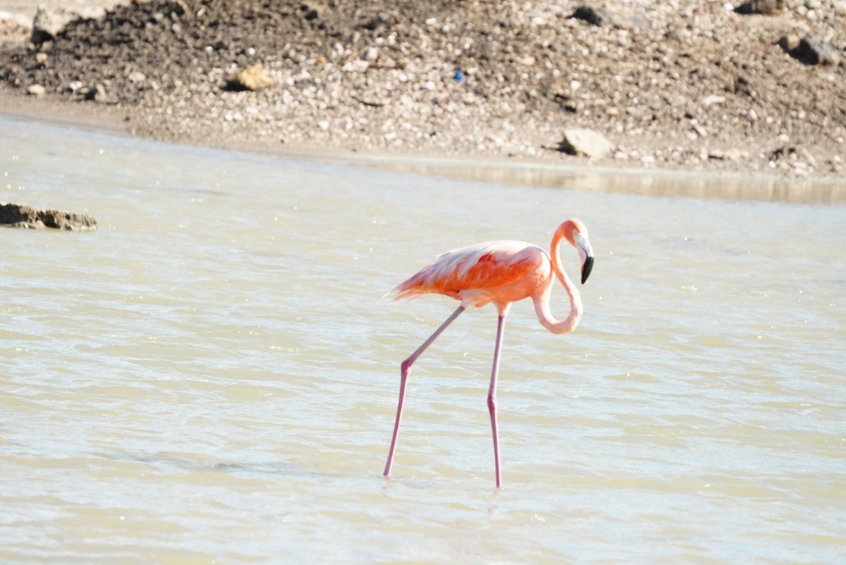 American Flamingo - ML647144478