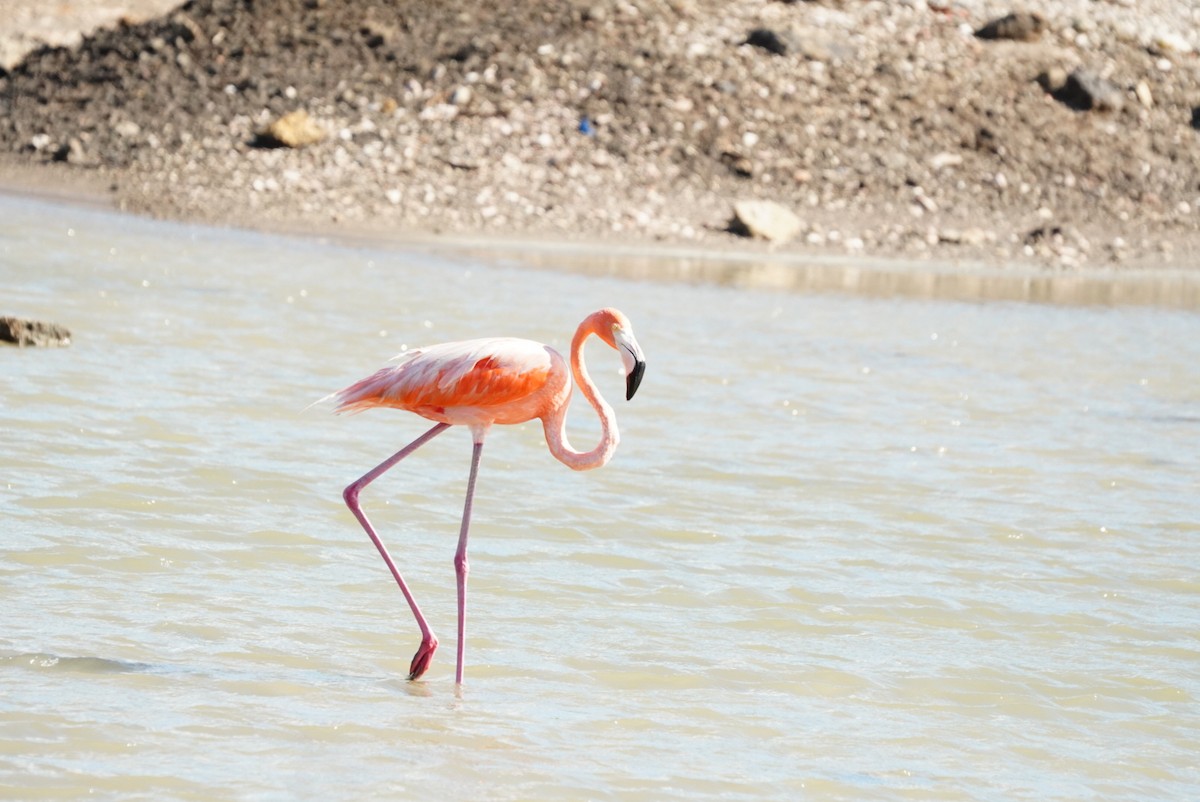 American Flamingo - ML647144480