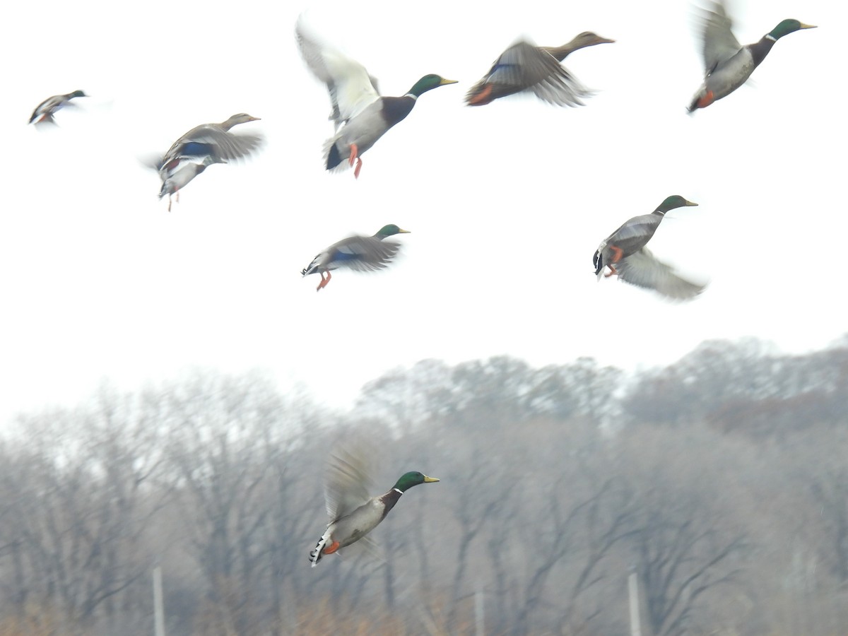 Mallard - ML647144481