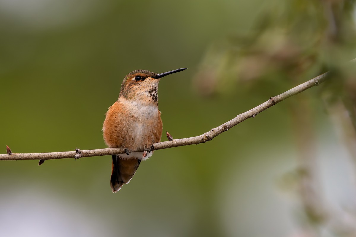 kalypta rezavolesklá - ML647144499