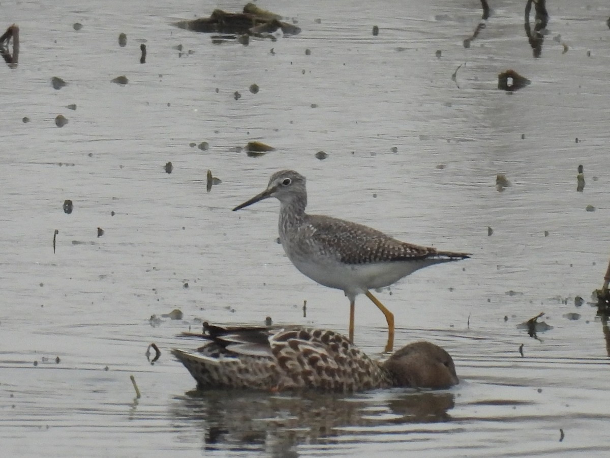 Greater Yellowlegs - ML647144500