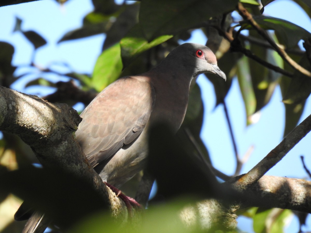 Pale-vented Pigeon - ML647144505