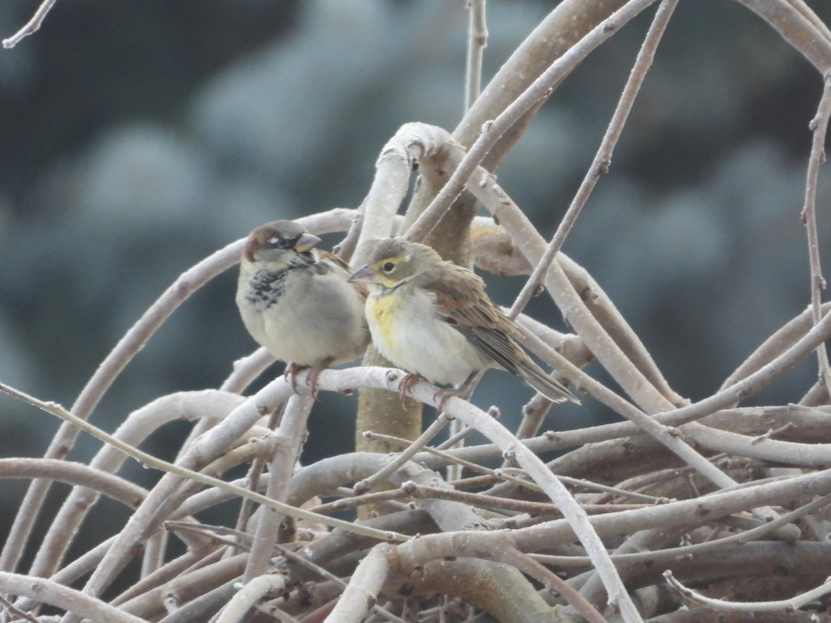 Dickcissel - ML647144513