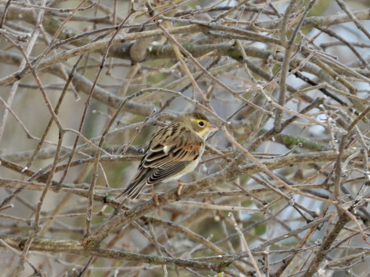 Dickcissel - ML647144514