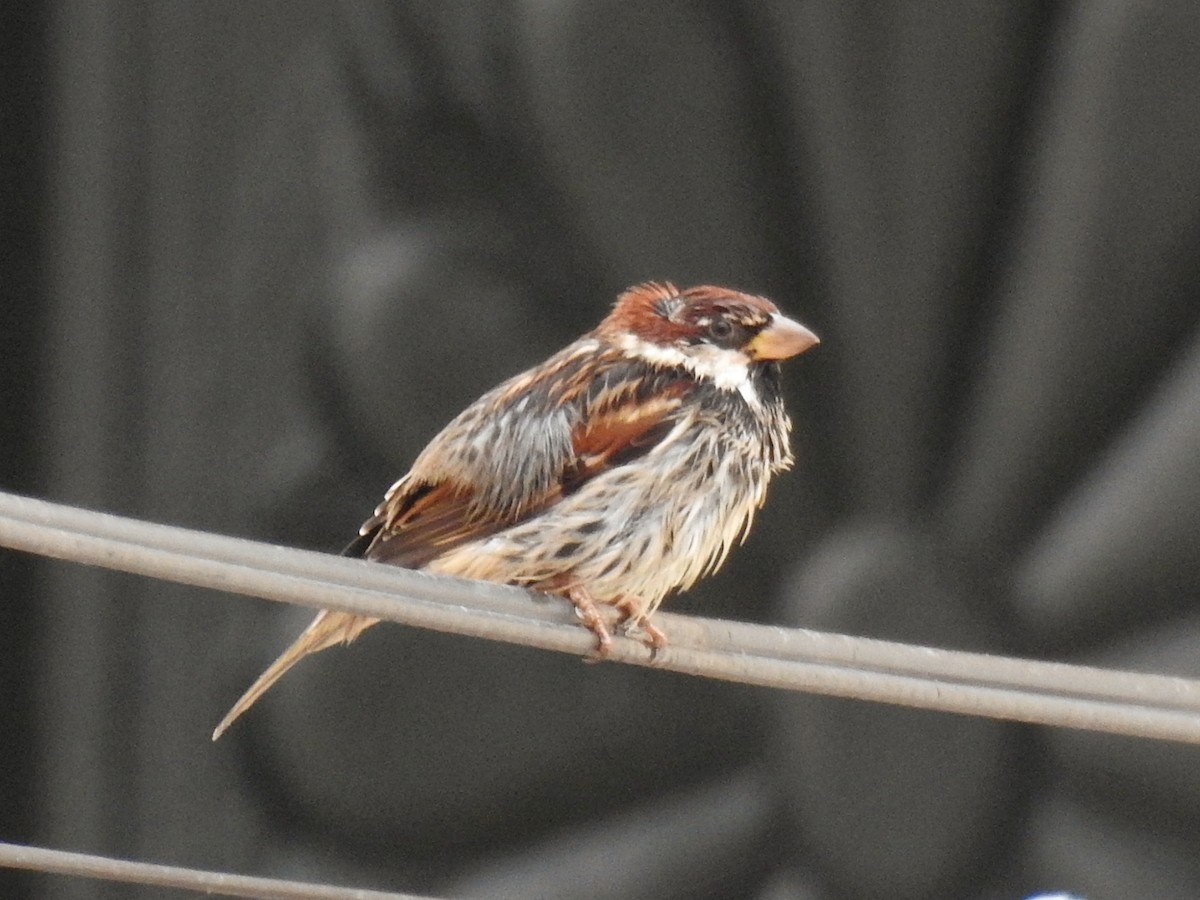 Söğüt Serçesi - ML647144515