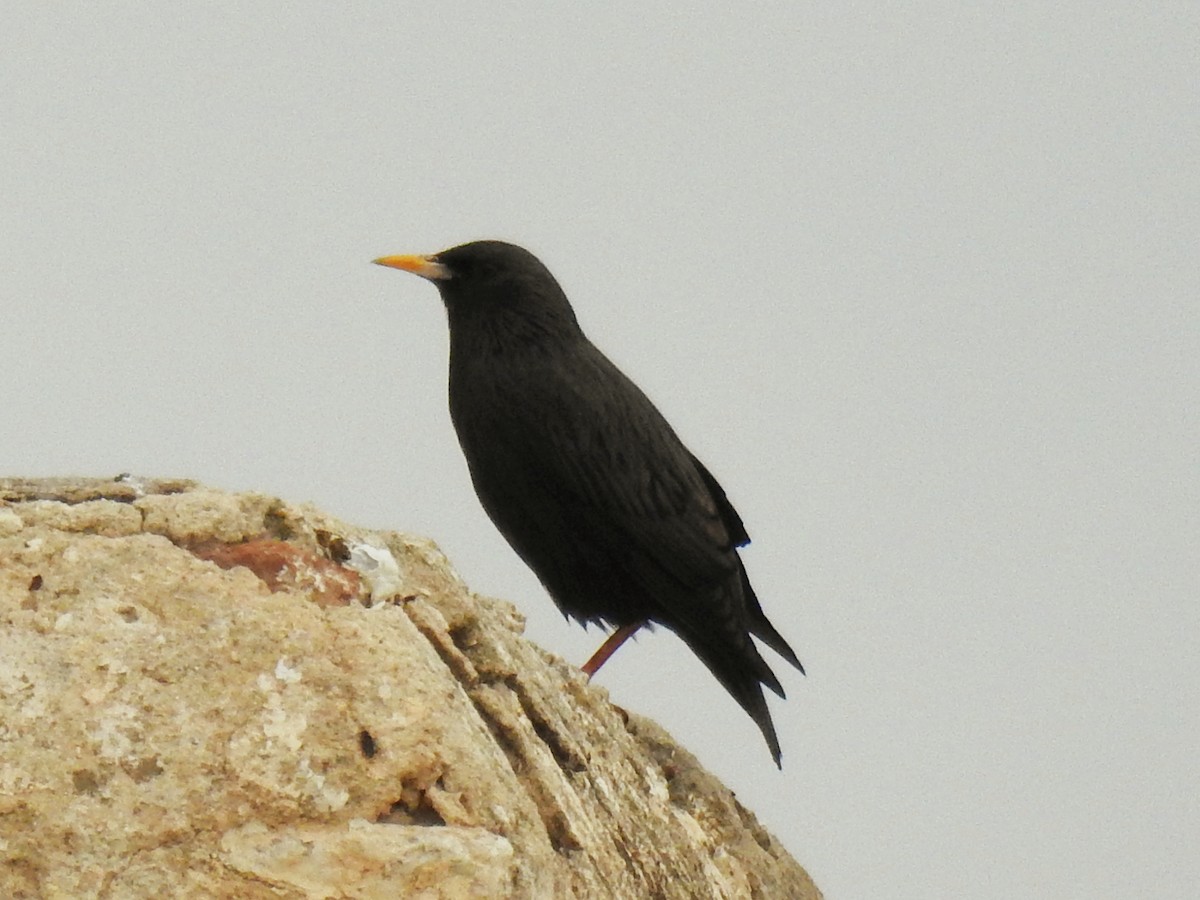Spotless Starling - ML647144518