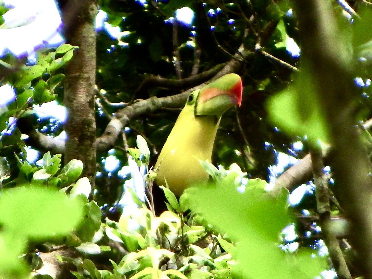 Тукан жовтогорлий - ML647144519