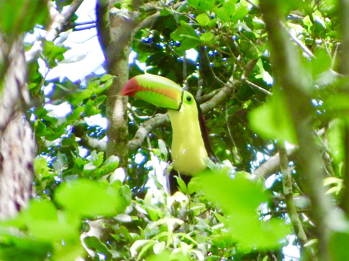 Тукан жовтогорлий - ML647144520