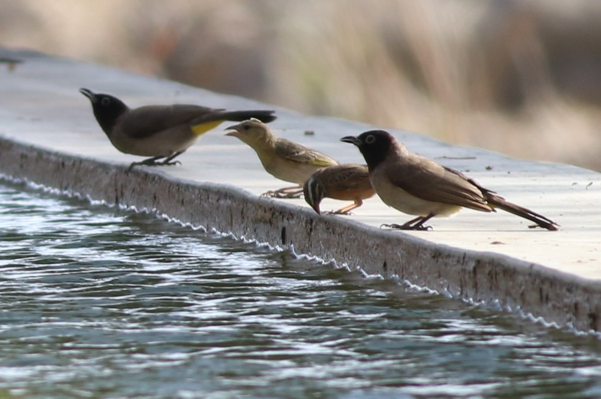 Rüppell's Weaver - ML647144522