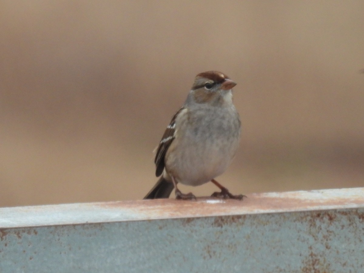 Белобровая овсянка - ML647144524