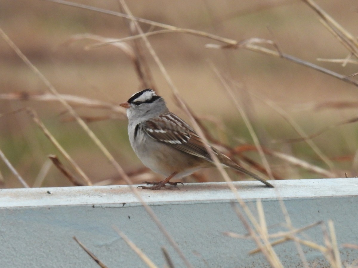 Белобровая овсянка - ML647144525
