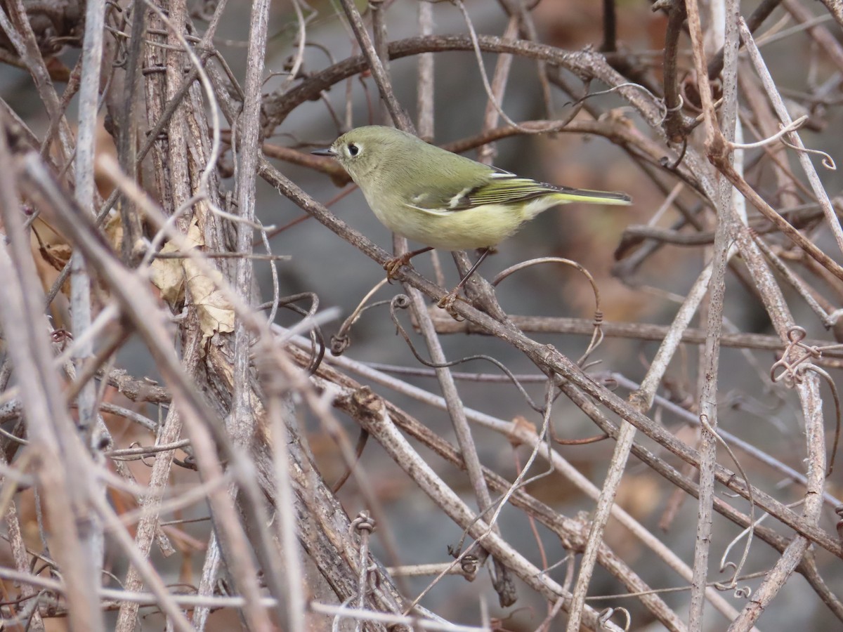 Ruby-crowned Kinglet - ML647144527