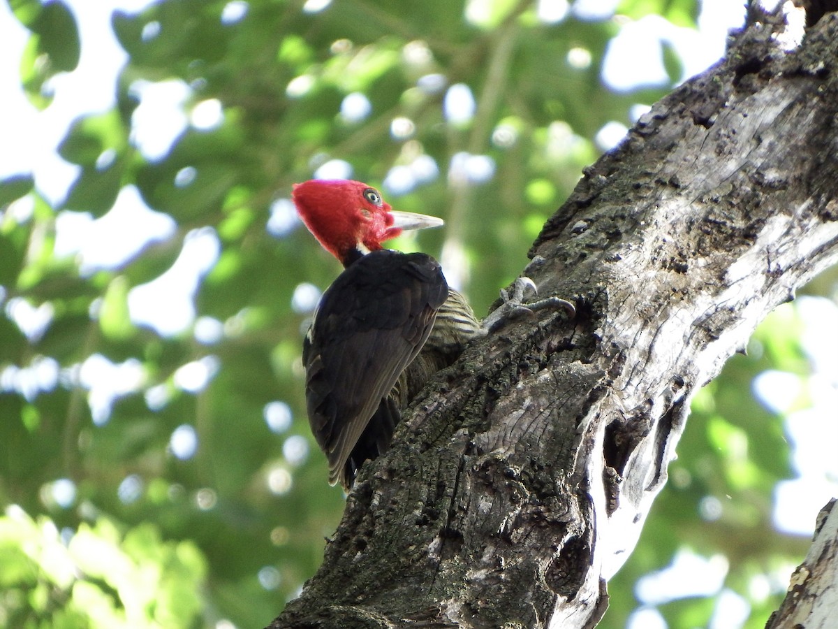 Pale-billed Woodpecker - ML647144528