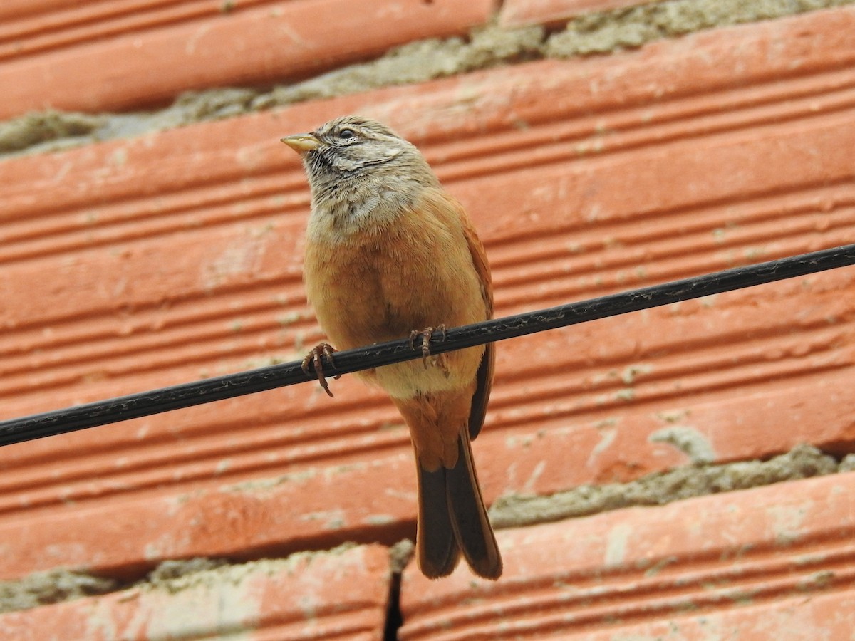 Ev Çintesi - ML647144529