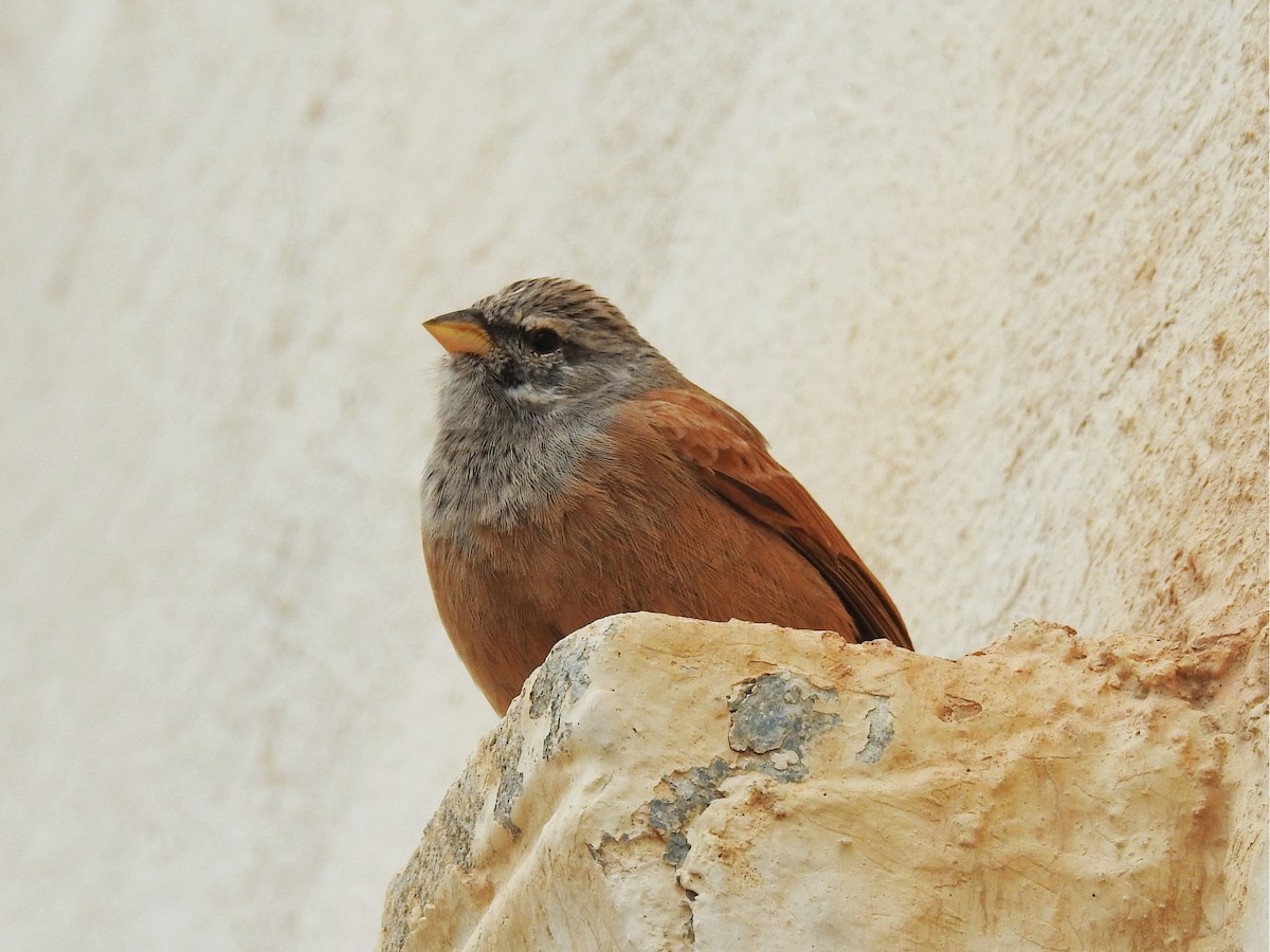 Ev Çintesi - ML647144530