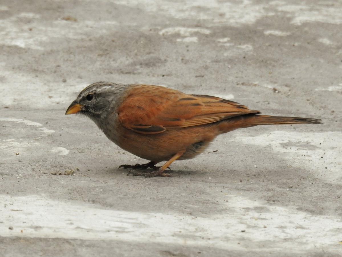 Ev Çintesi - ML647144531