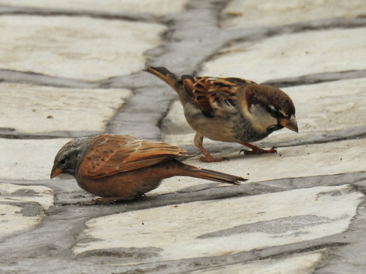 Ev Çintesi - ML647144532