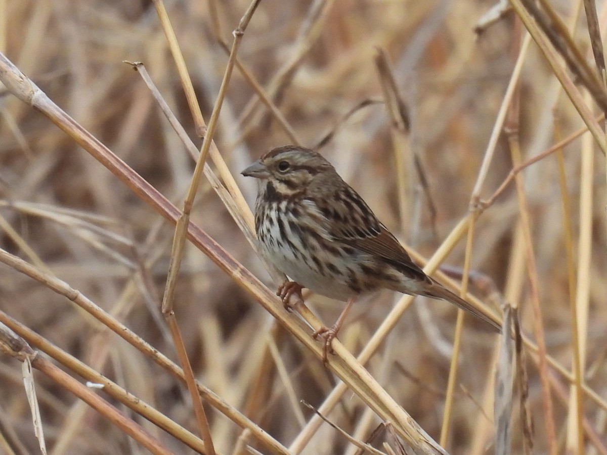 Song Sparrow - ML647144533