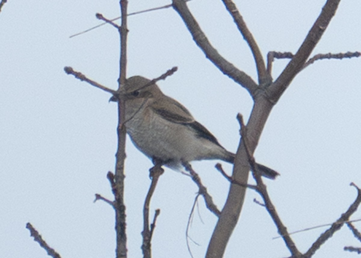 Northern Shrike - ML647144543