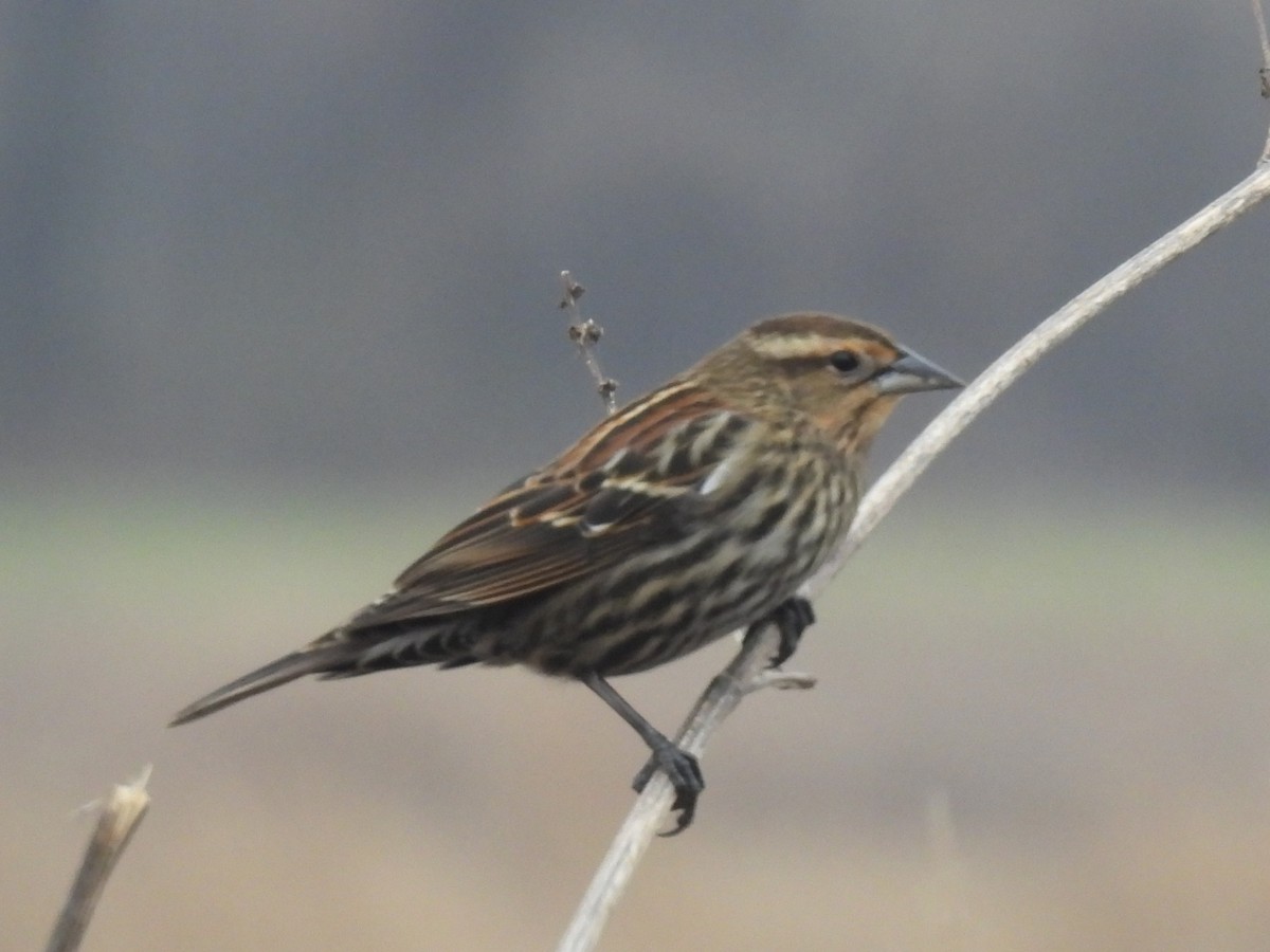 Red-winged Blackbird - ML647144546