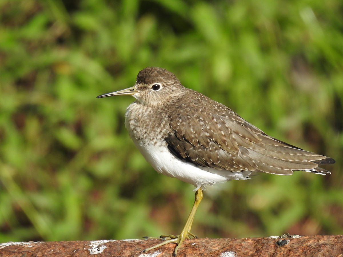 Solitary Sandpiper - ML647144548