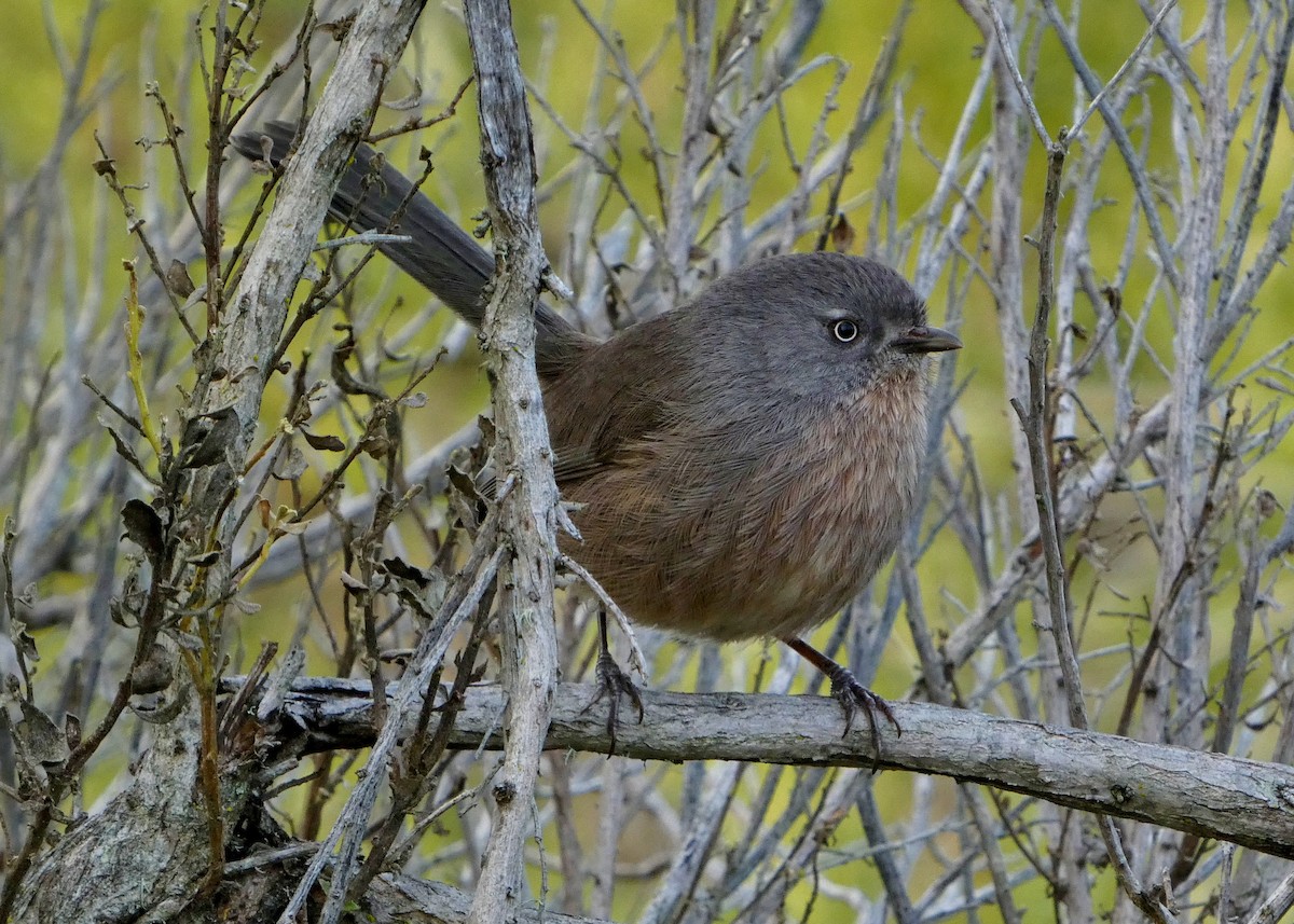 Wrentit - ML647144550