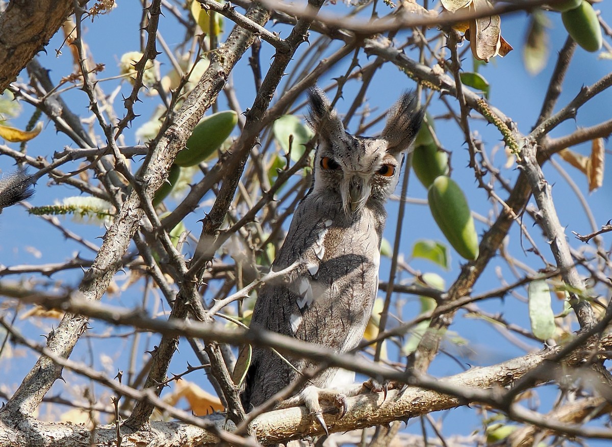 Northern White-faced Owl - ML647144551