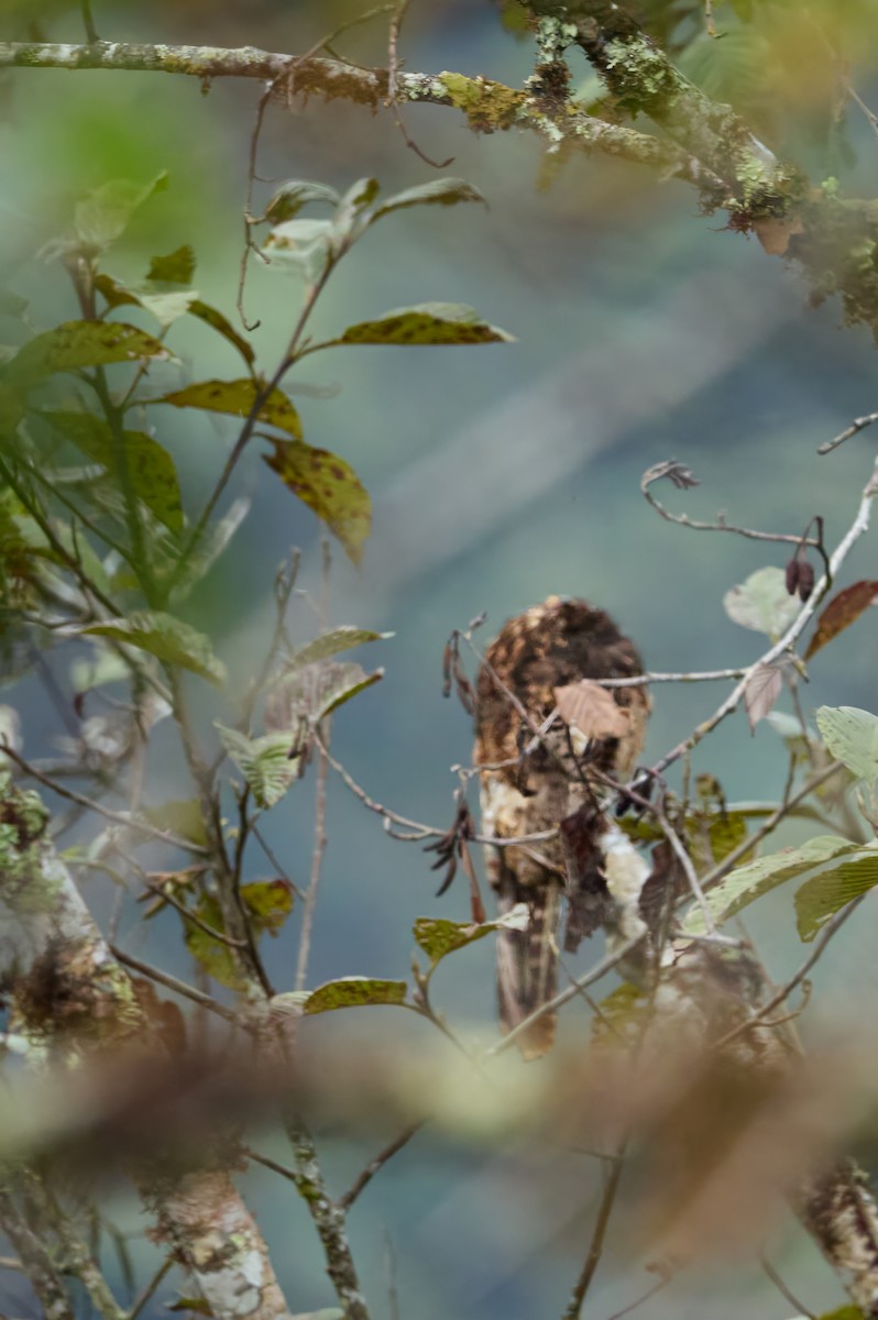 Andean Potoo - ML647144552