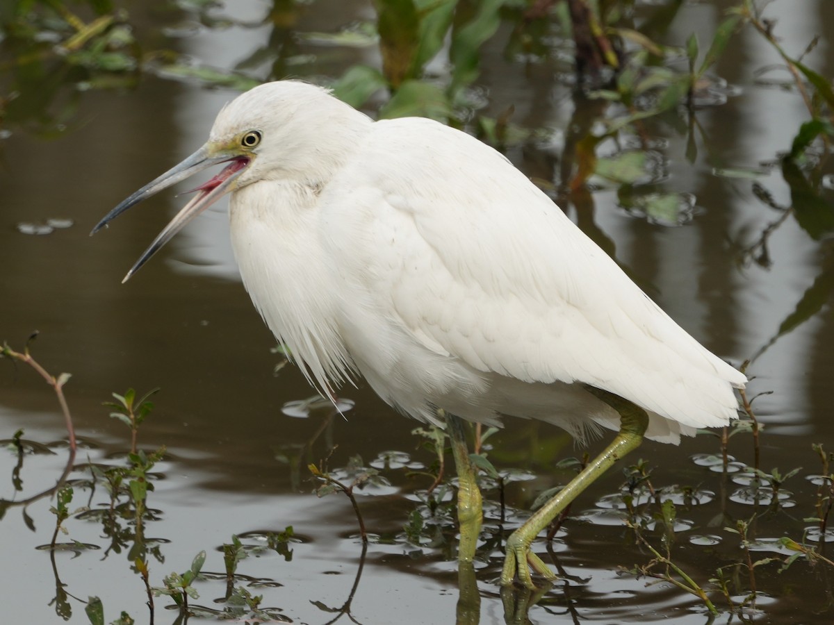 volavka modrošedá - ML647144556