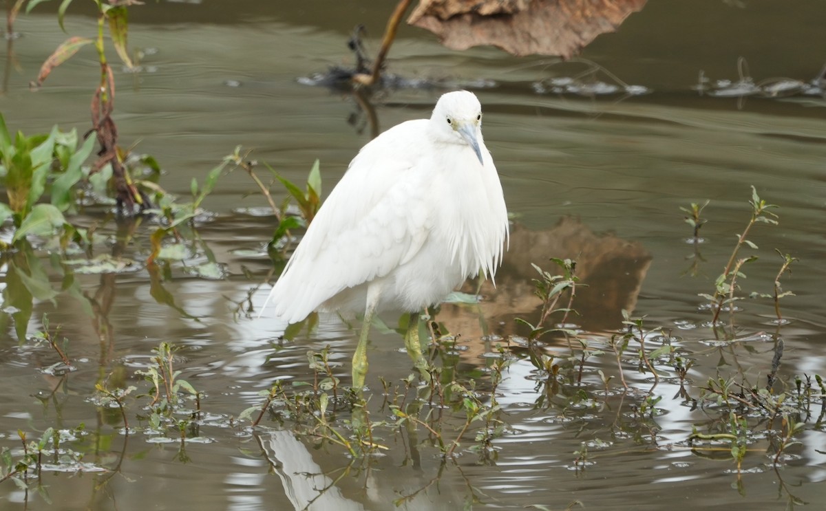 volavka modrošedá - ML647144557