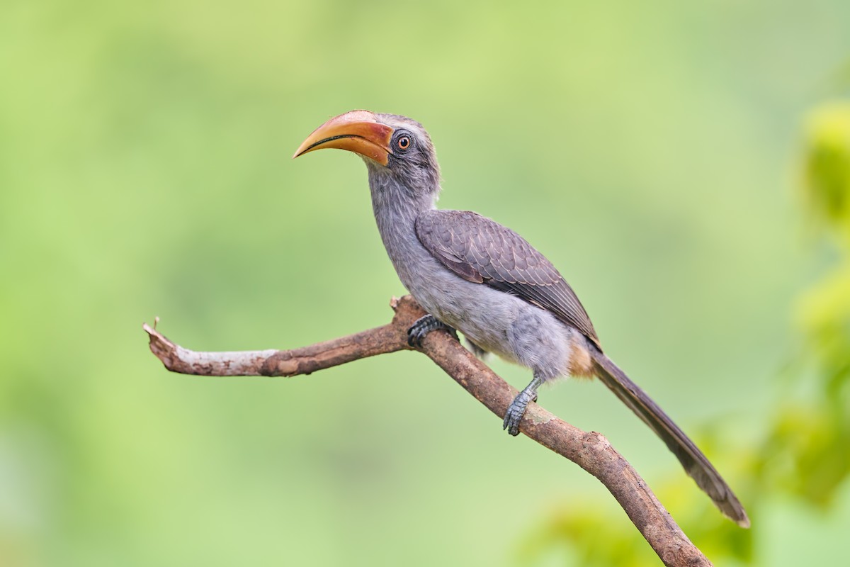 Malabar Gray Hornbill - ML647144566
