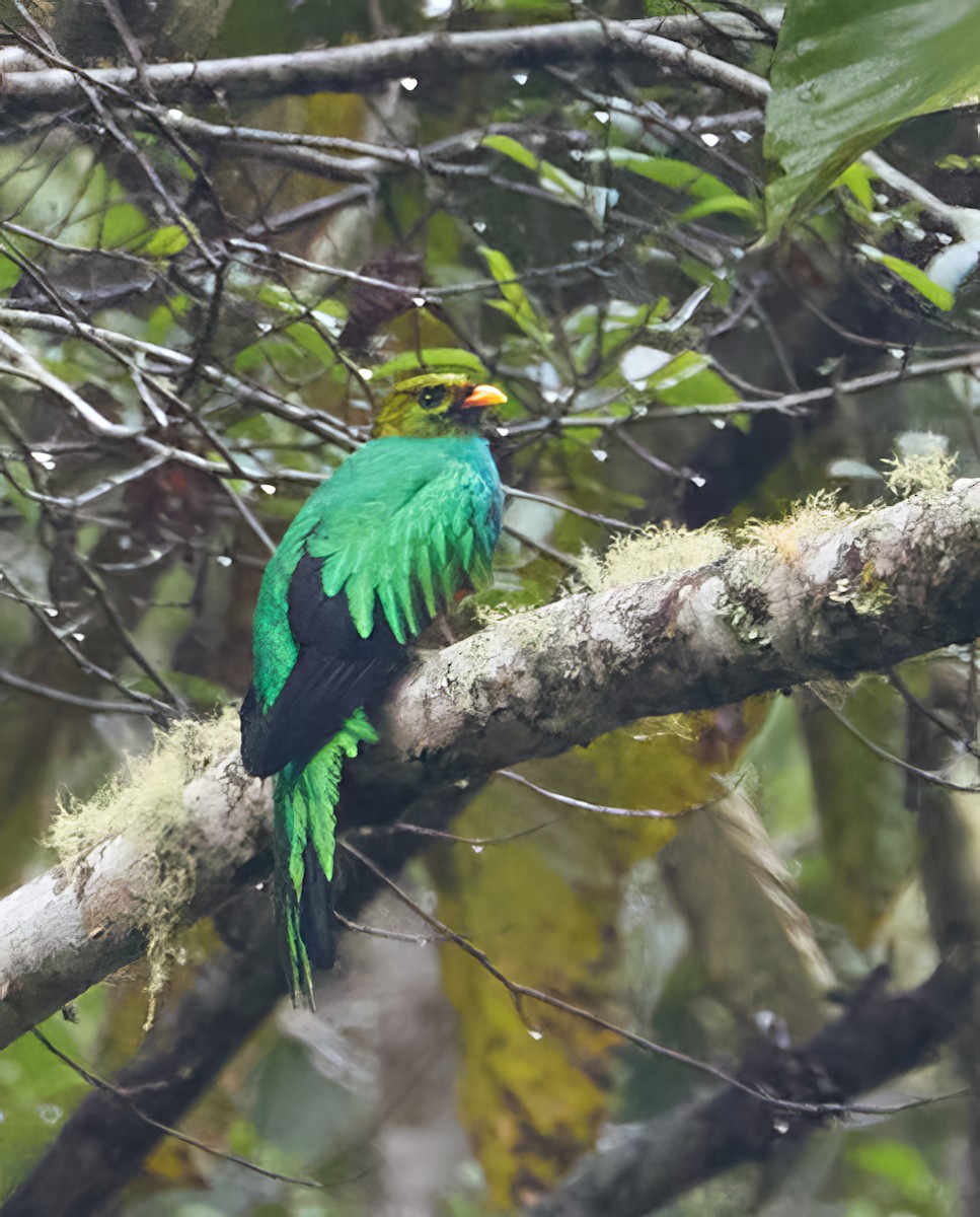 kvesal zlatohlavý - ML647144568