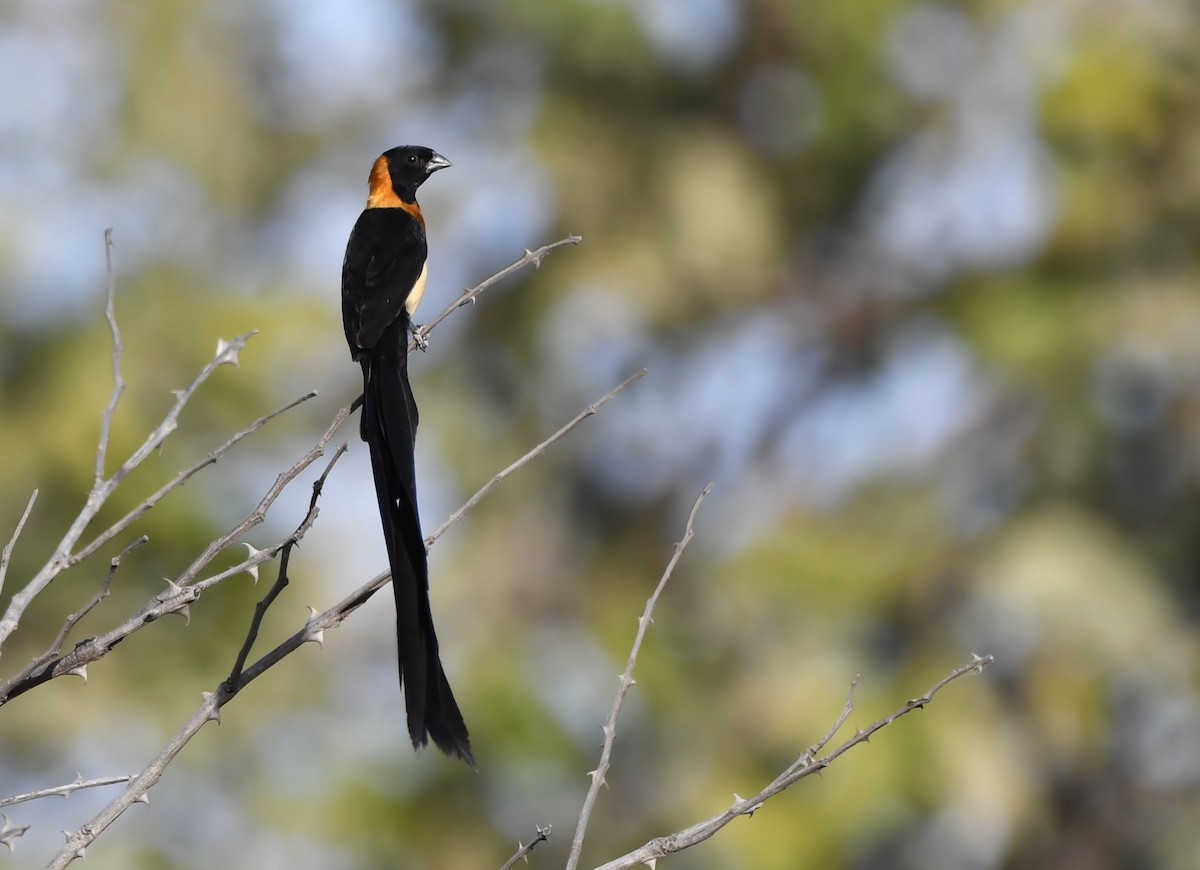 Вдовичка сахелева - ML647144569