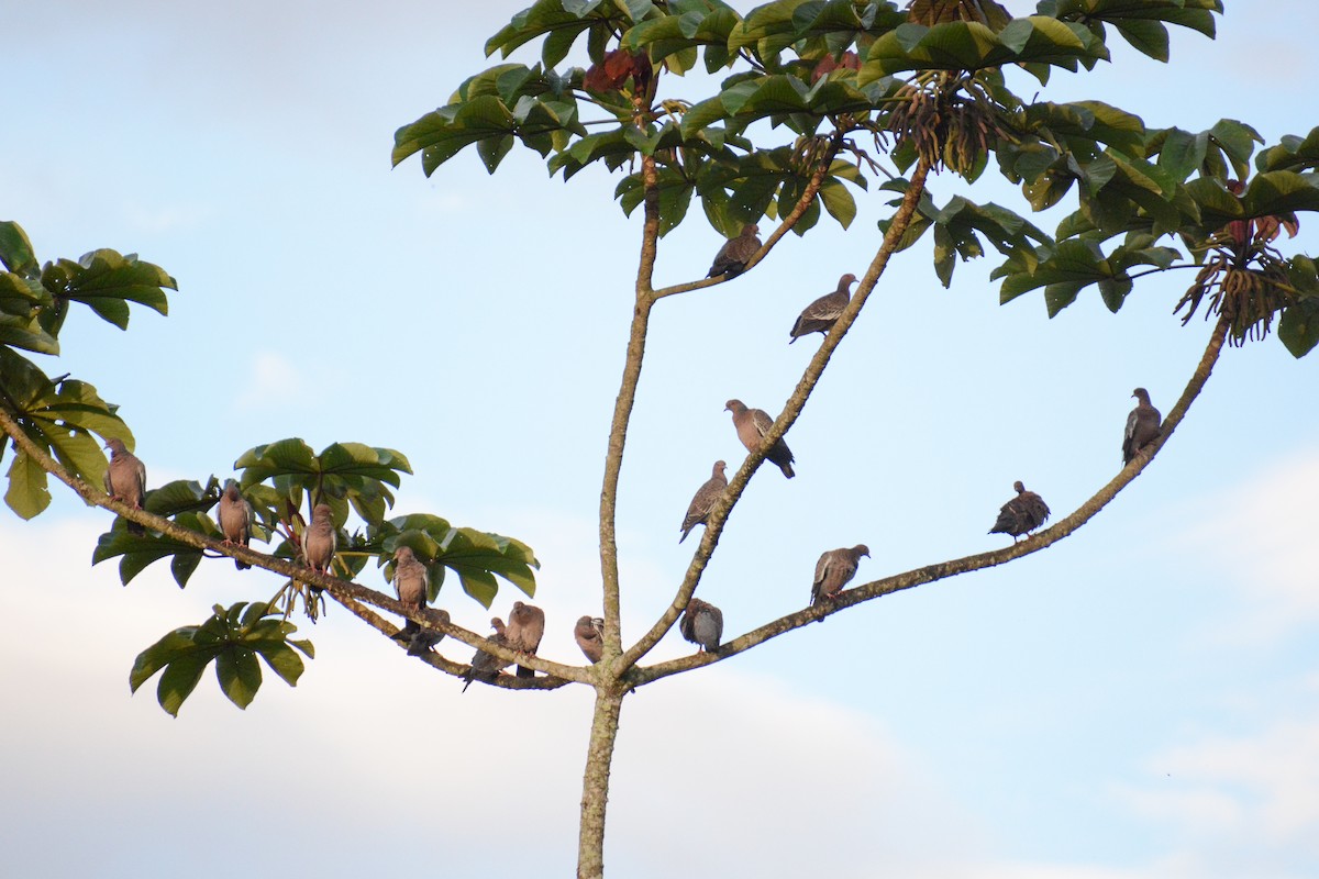 Paloma Picazuró - ML647144578
