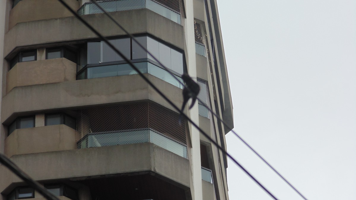 Swallow-tailed Hummingbird - ML647144582