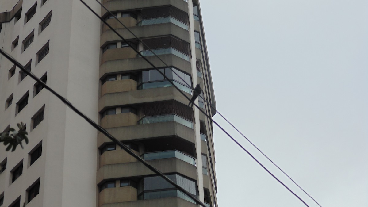 Swallow-tailed Hummingbird - ML647144585