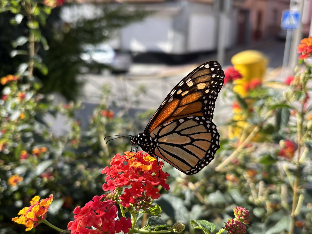 Monarch - ML647144588