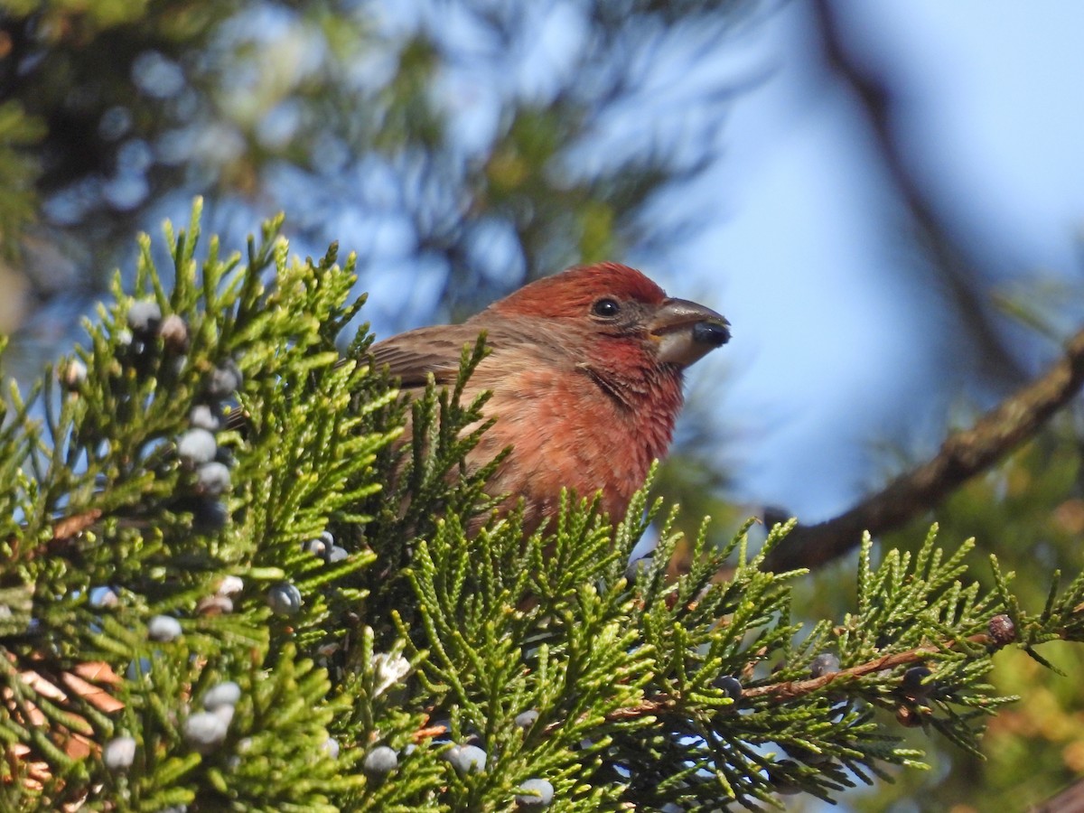 House Finch - ML647144589