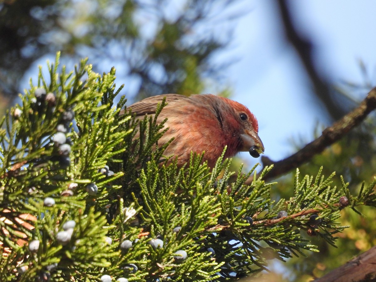House Finch - ML647144591