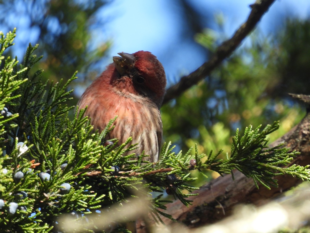 House Finch - ML647144592