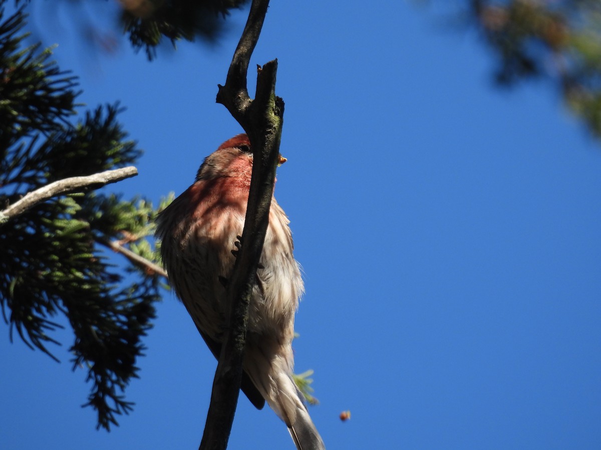 House Finch - ML647144593