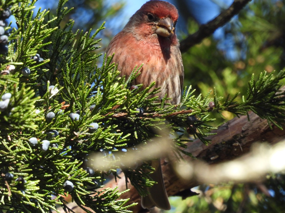 House Finch - ML647144594