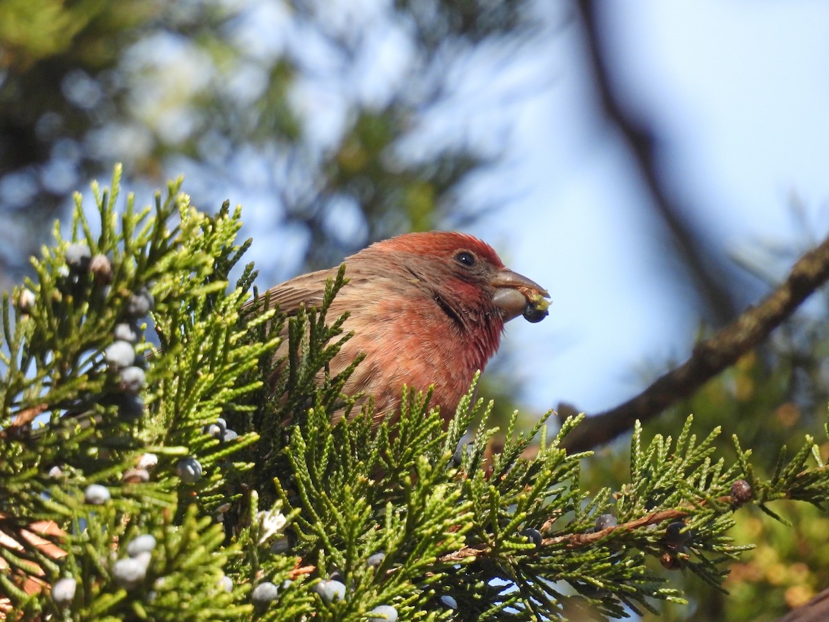 House Finch - ML647144595