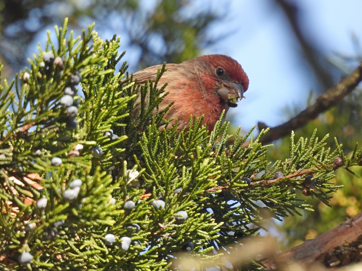 House Finch - ML647144596