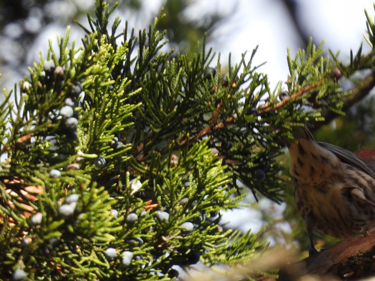House Finch - ML647144597