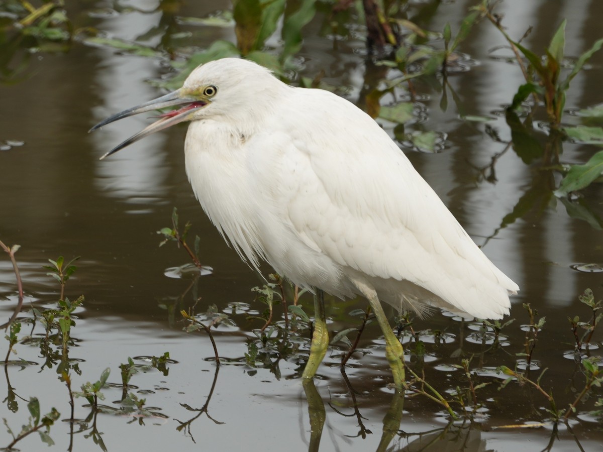 volavka modrošedá - ML647144604