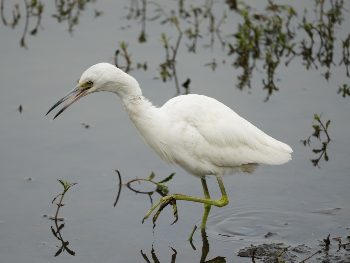 volavka modrošedá - ML647144605